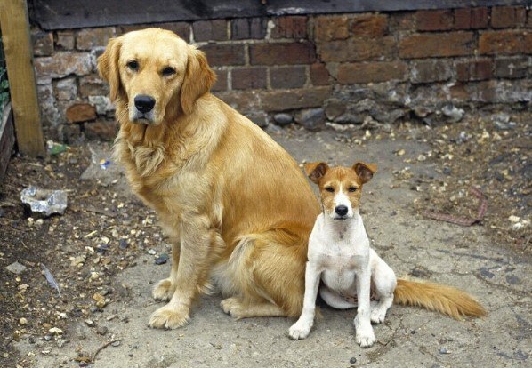Южная Корея объявила об историческом запрете на употребление в пищу собак к 2027 году: революционный сдвиг в традициях