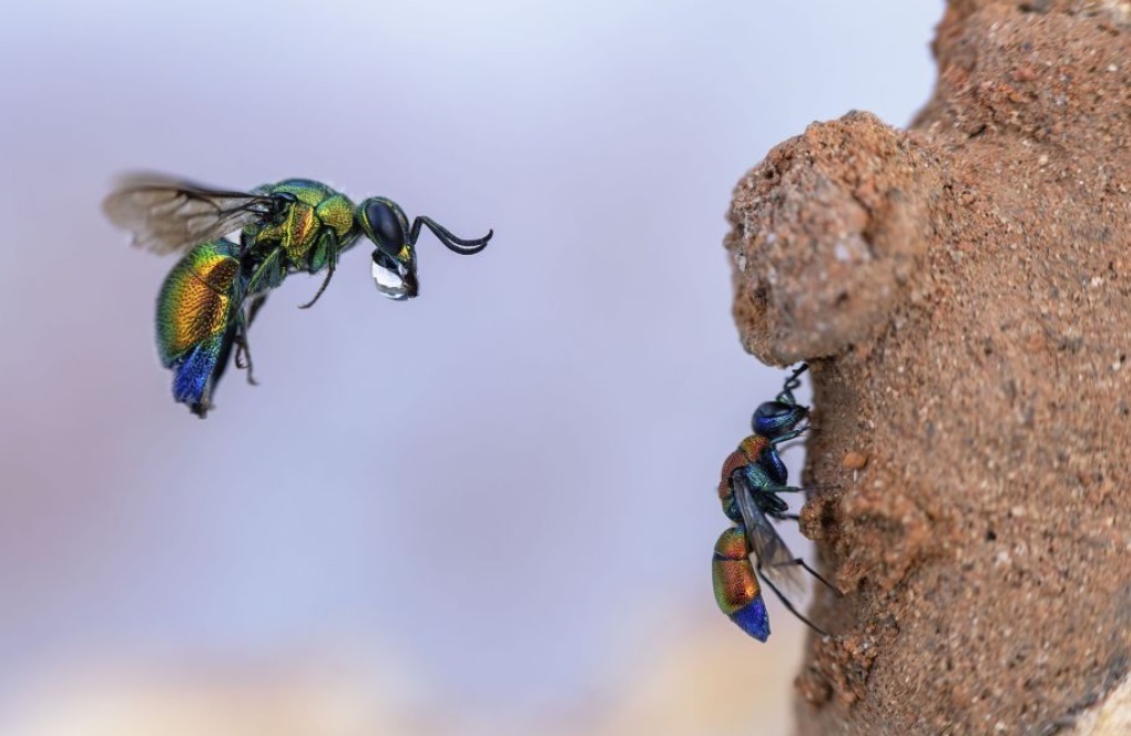 Спящий белый медведь и общительные пингвины вошли в шорт-лист премии «Фотограф-натуралист года»