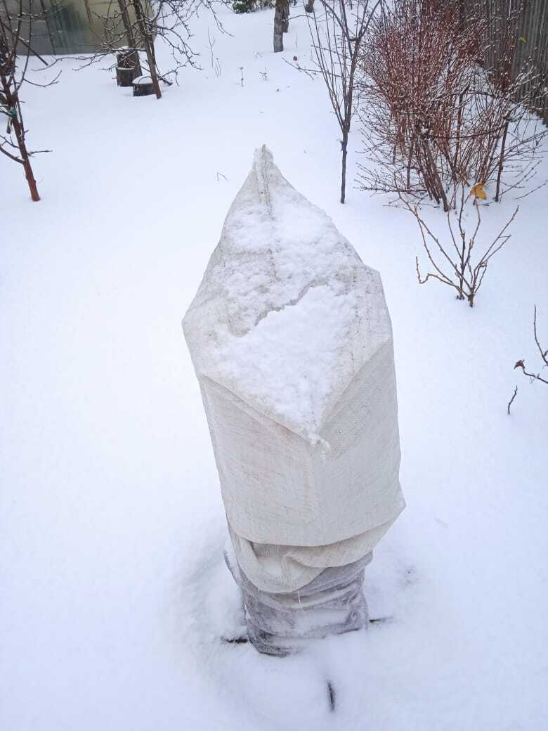 К зиме готовы! Сахарные мешки зимой на вес золота: как и во что одеть сад на зиму, чтобы летом остаться с урожаем. Делюсь своим опытом.