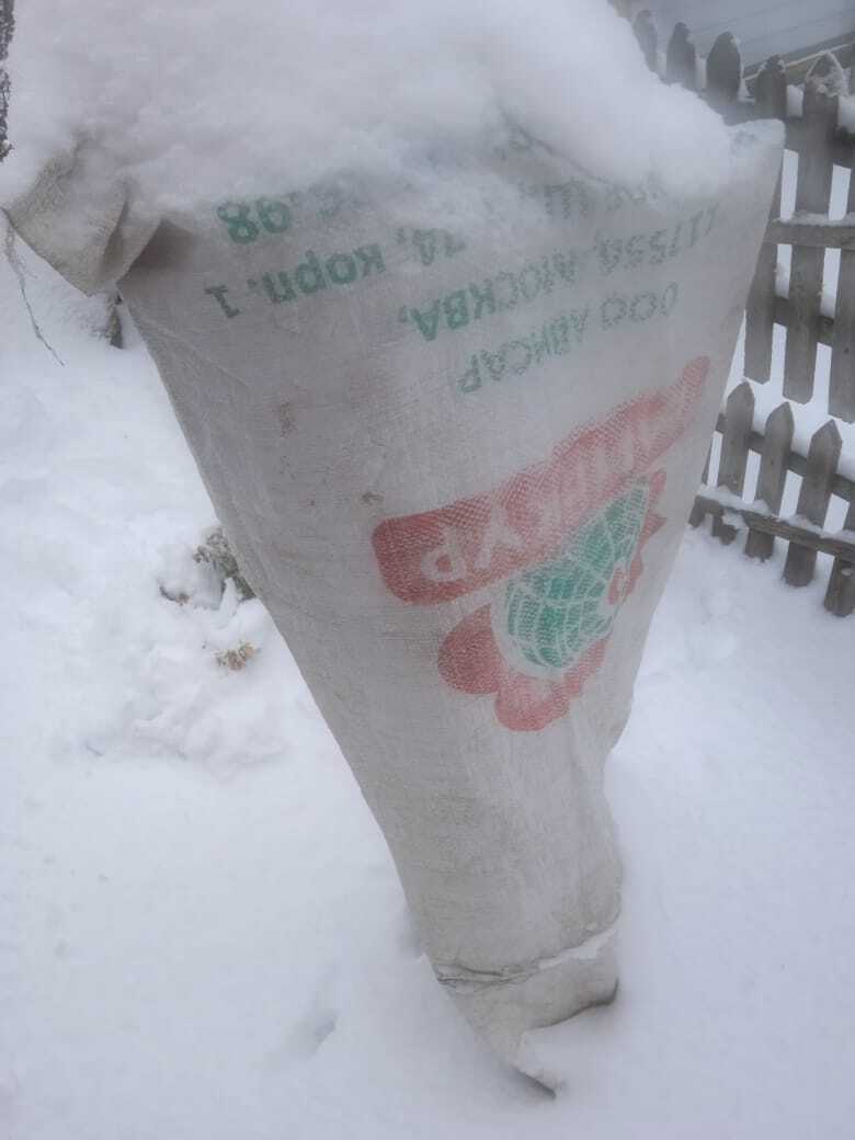 К зиме готовы! Сахарные мешки зимой на вес золота: как и во что одеть сад на зиму, чтобы летом остаться с урожаем. Делюсь своим опытом.