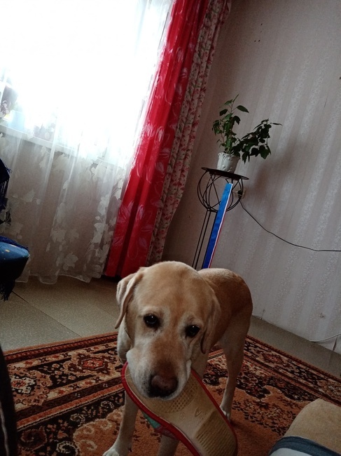 Жестокое обращение с животными