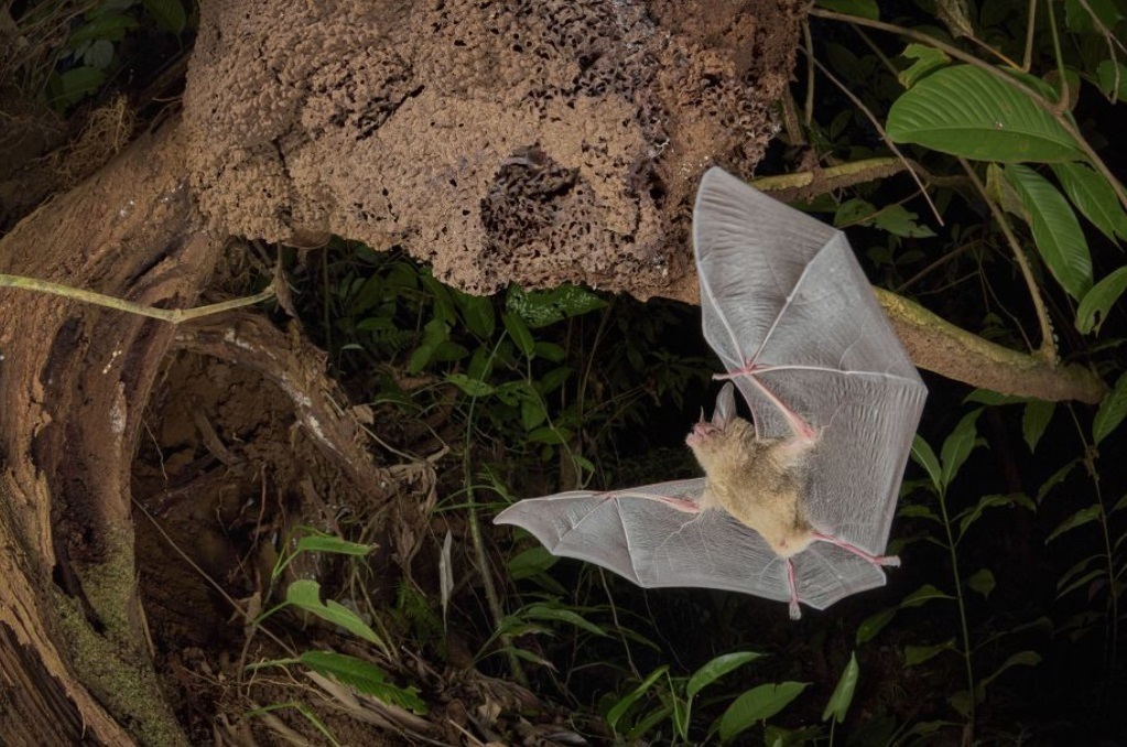 Спящий белый медведь и общительные пингвины вошли в шорт-лист премии «Фотограф-натуралист года»