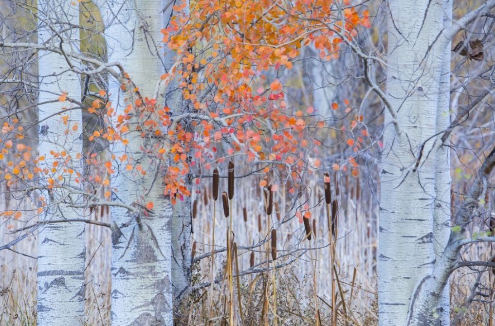 Спящий белый медведь и общительные пингвины вошли в шорт-лист премии «Фотограф-натуралист года»