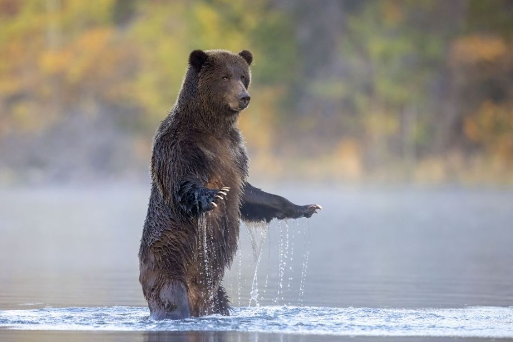 Спящий белый медведь и общительные пингвины вошли в шорт-лист премии «Фотограф-натуралист года»