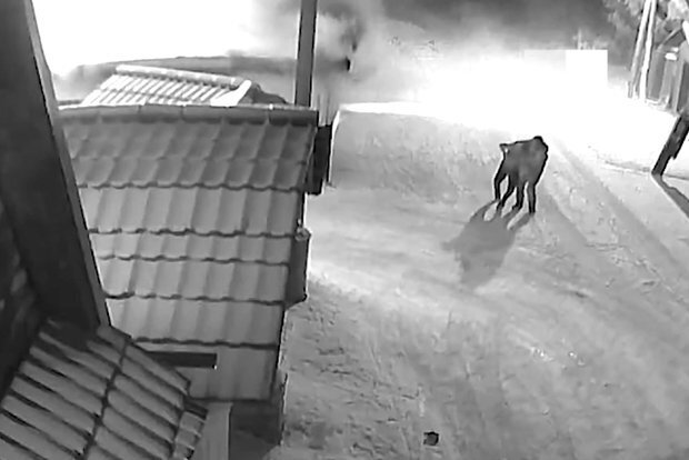 В Новосибирске: Житель спасает соседку и приближается к видео