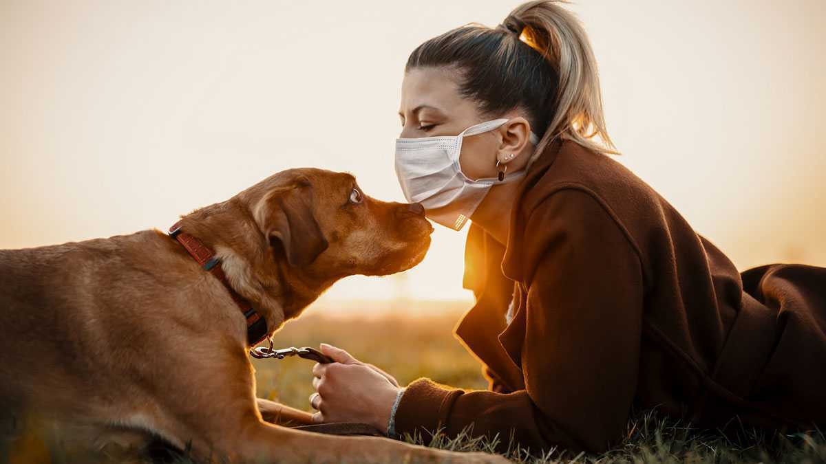 Служебная собака профиль. Розыскные собаки. Хозяин собаки. Собака по поиску взрывных веществ. Одорологическая экспертиза.