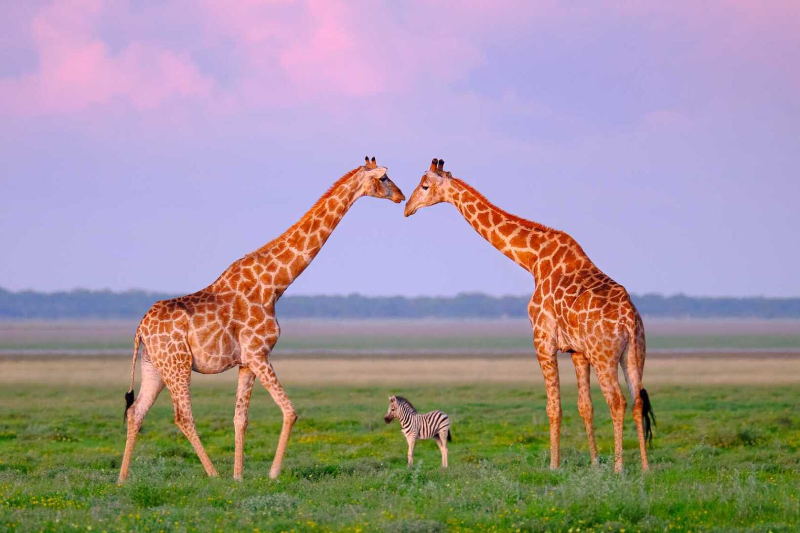 Жирафы, эти изящные и величественные создания с длинными шеями, поистине удивительны.