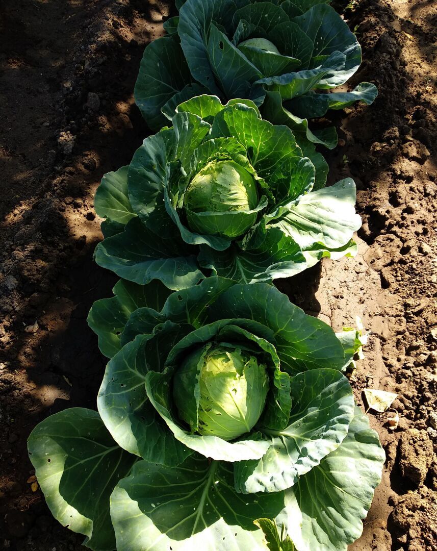 От русской глубинки муж-немец испытал шок, но сказал, что выучит язык и вернется