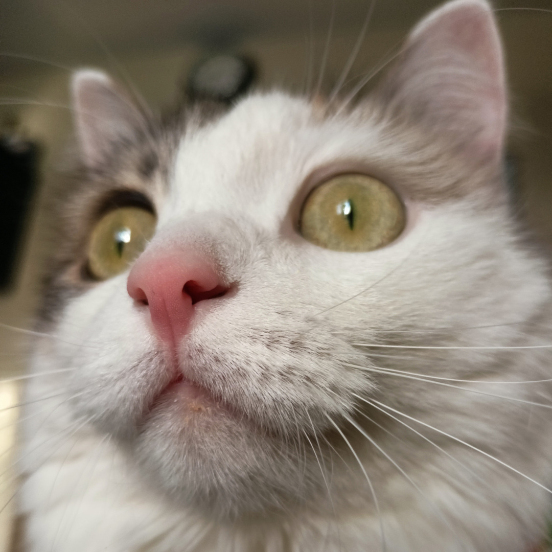 В проблемах своих домашних животных часто бывают виноваты их хозяева или как Сима упала со стены