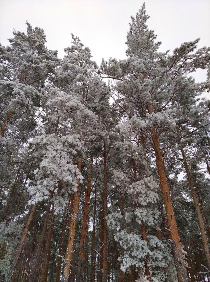 Где снег, зима? Печальные реалии южных регионов России