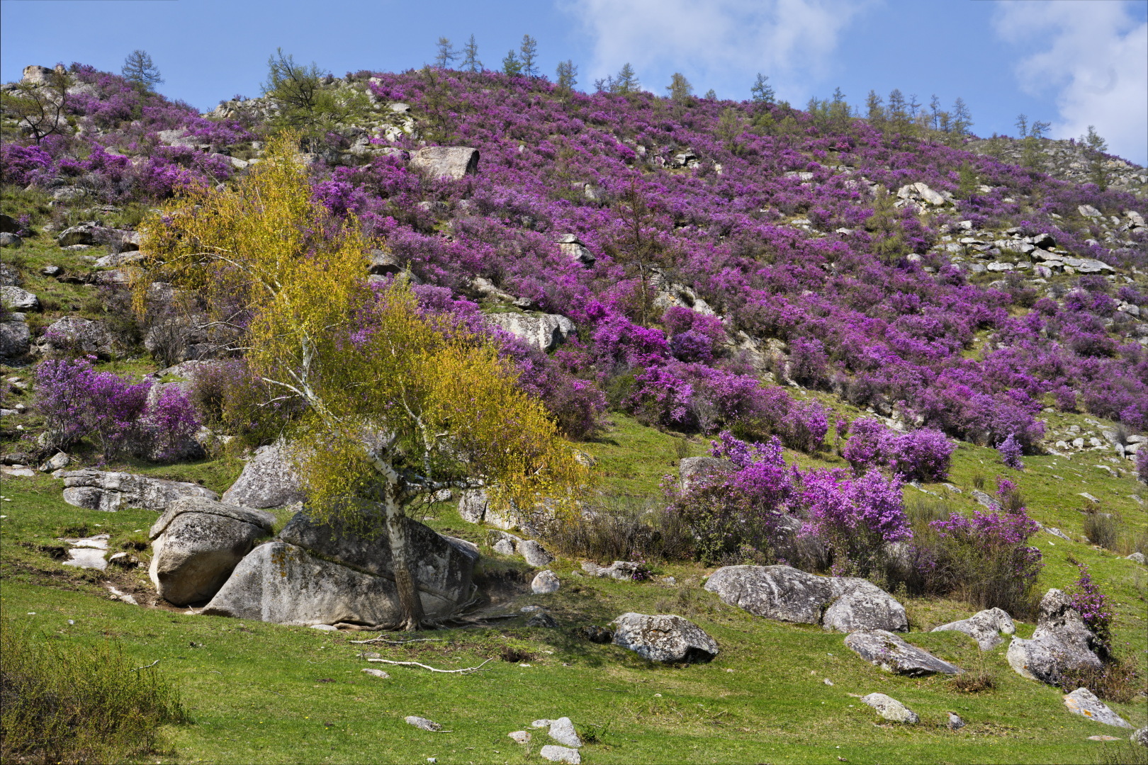 Каждый май отправляемся в Горный Алтай полюбоваться красотой сибирской сакуры