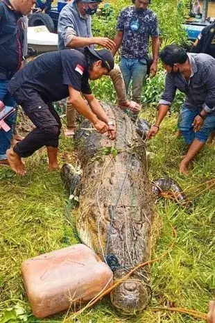 Индонезия. Более 450 человек были преследованы и съедены 6 метровыми чудовищами.