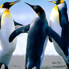  Кокурин Виталий Алексеевич, г. Москва