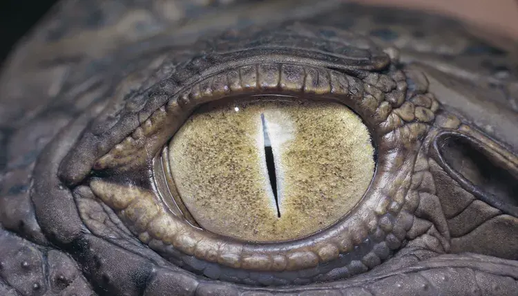 Любовь! А как у них?