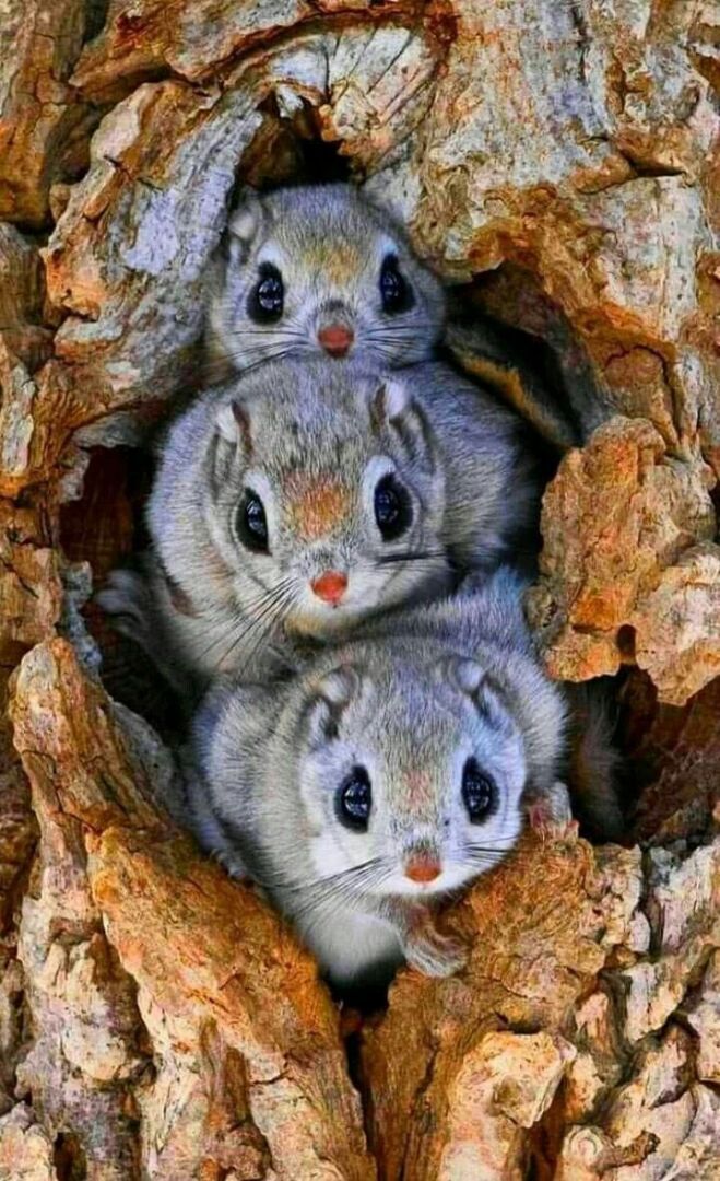 "Удивительный мир животных: красота, сила и удивительные способности"