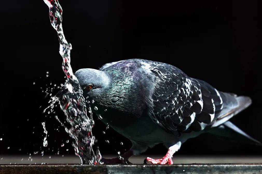 Фотографии выходного дня. Дикая природа. 10 декабря.