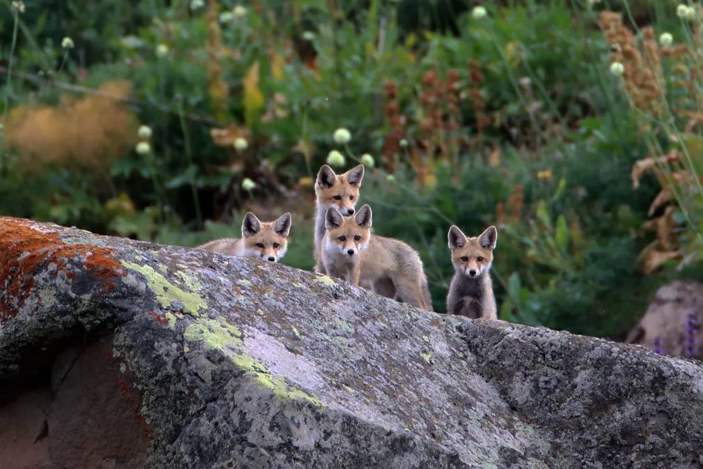 Фотографии выходного дня. Дикая природа. 10 декабря.