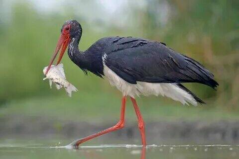 Уникальные животные России.