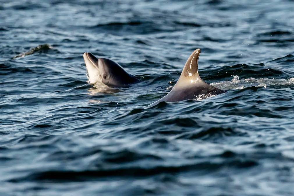 Фотографии выходного дня. Дикая природа. 10 декабря.