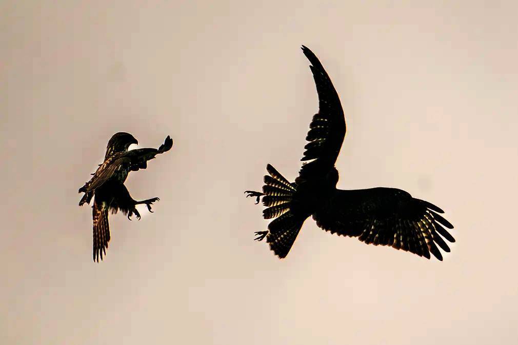 Фотографии выходного дня. Дикая природа. 10 декабря.