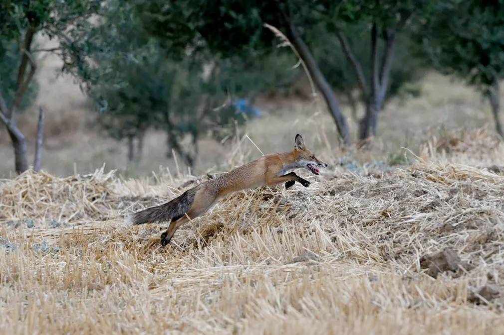 Фотографии выходного дня. Дикая природа. 10 декабря.
