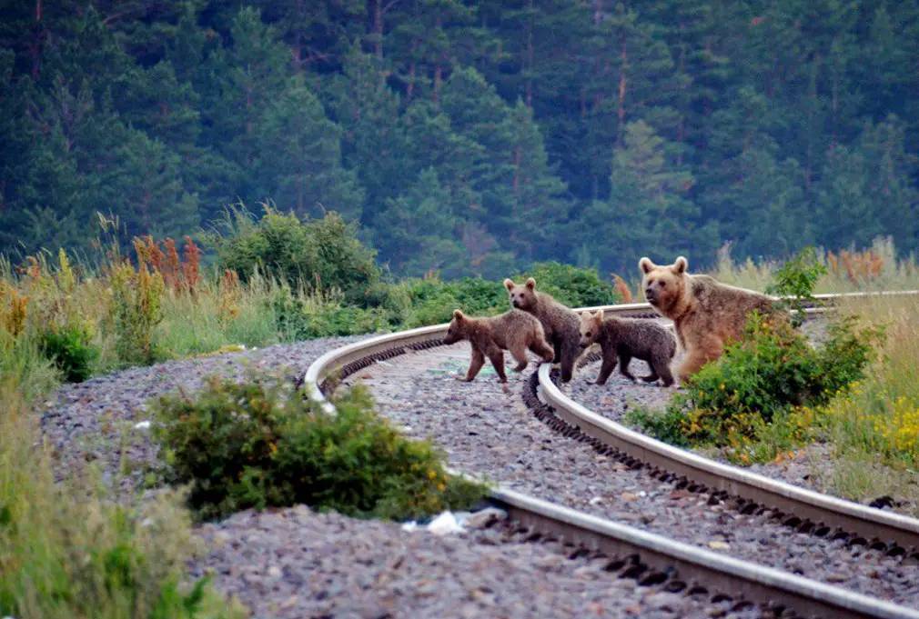 Фотографии выходного дня. Дикая природа. 10 декабря.