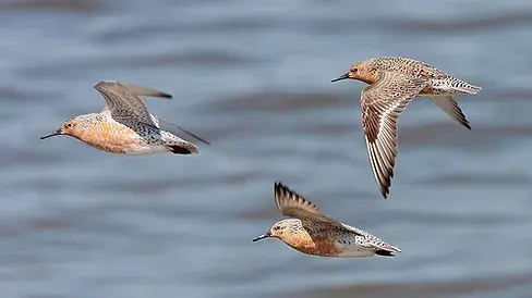 Как ветер влияет на окружающую природу