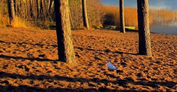 Смерть бабочки. Рассказ Самрата. 1891 год.