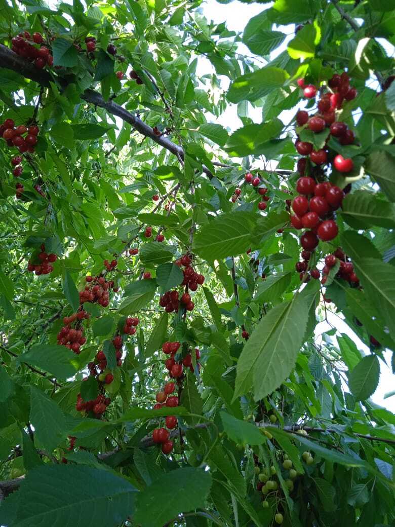 Первое апрельское разочарование: где я допустила ошибку, почему мой саженец хурмы не перезимовал первую зиму, разбор ошибок...