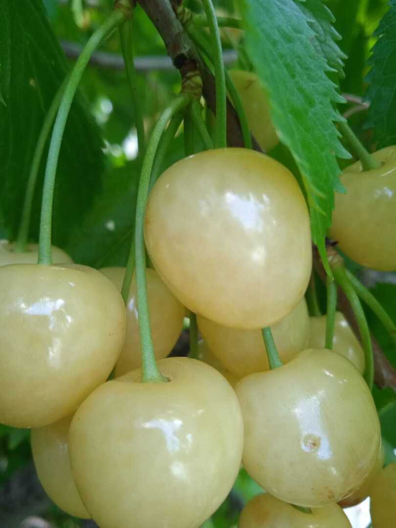 "Если долго мучиться, что-нибудь получится": наш семейный опыт посадки и выращивания черешни, или история о том как вырастить сладкую черешню