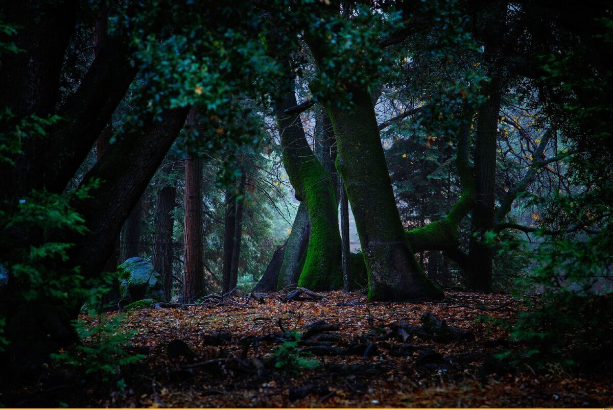 Морок в лесу...