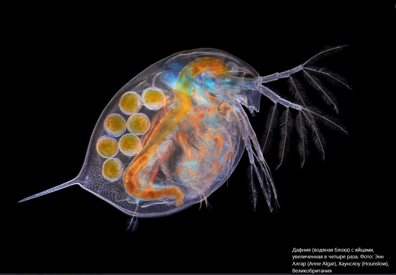 Невидимые чудеса. Погружение в таинственный микромир