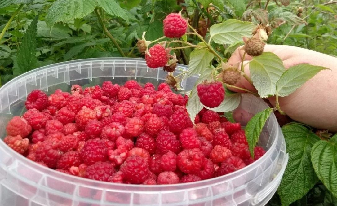 Жадные соседи и соль бесплатно не дадут. Надеюсь соседка узнает в этой истории себя! Длиннопост