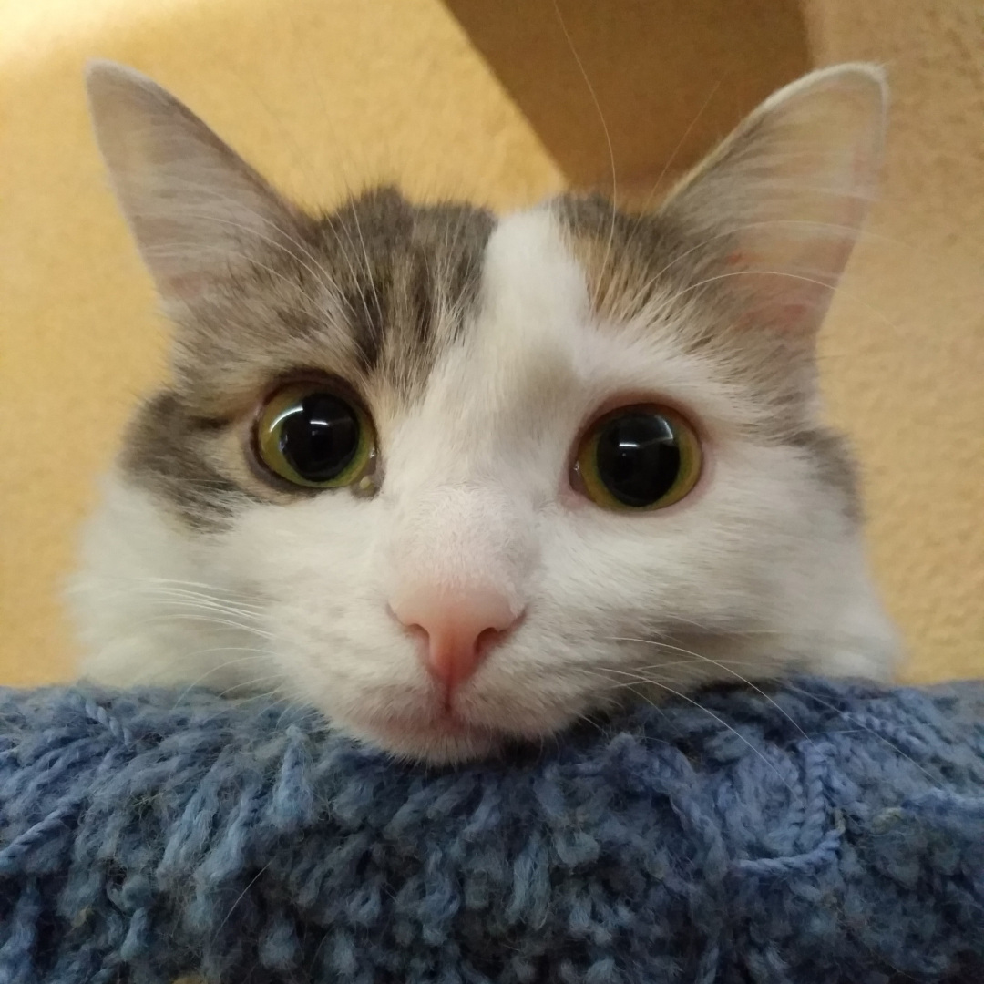 Тест на шизофрению: "Разговариваете ли вы с котом? Да я с ним советуюсь!"