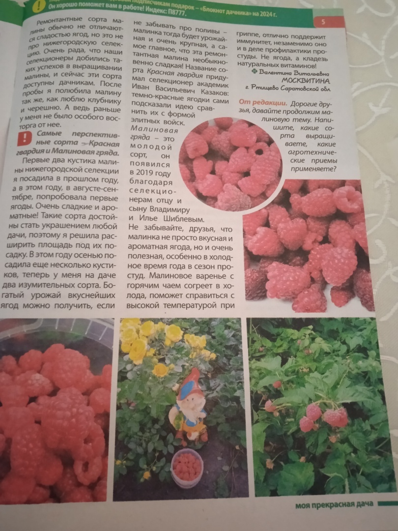 Делюсь своим опытом и получаю гонорары: мой совет как можно заработать на покупку семян и саженцев к дачному сезону.