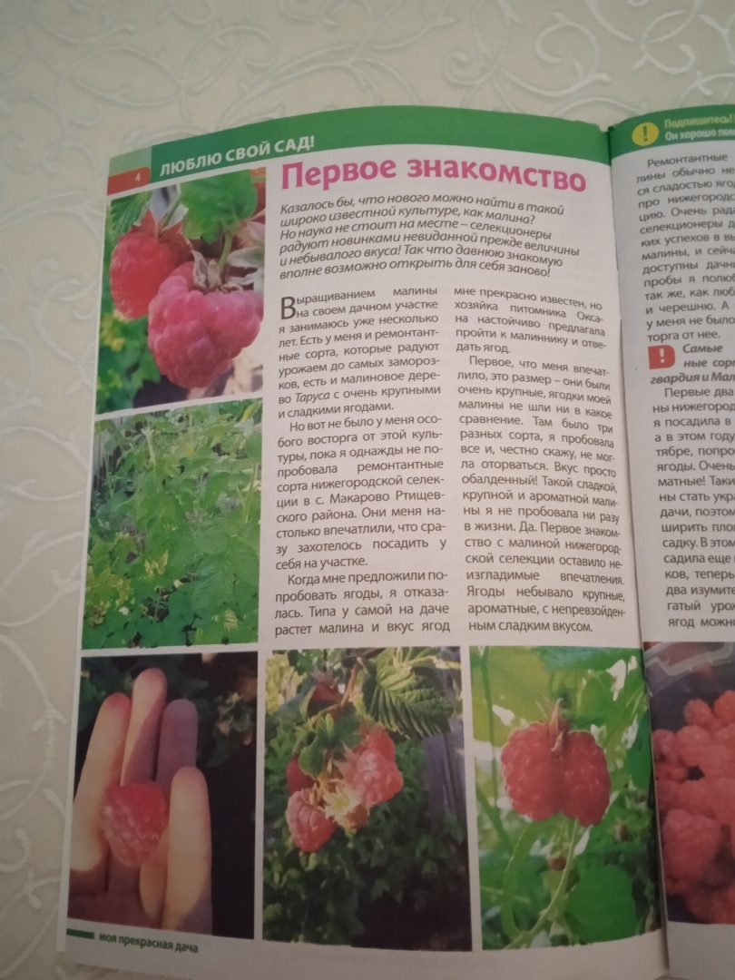 Делюсь своим опытом и получаю гонорары: мой совет как можно заработать на покупку семян и саженцев к дачному сезону.