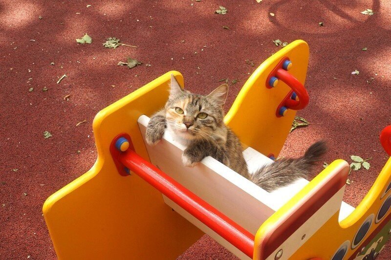 Как Муська хозяина себе искала