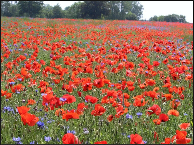 Начинаешь ценить родителей когда их уже нету.