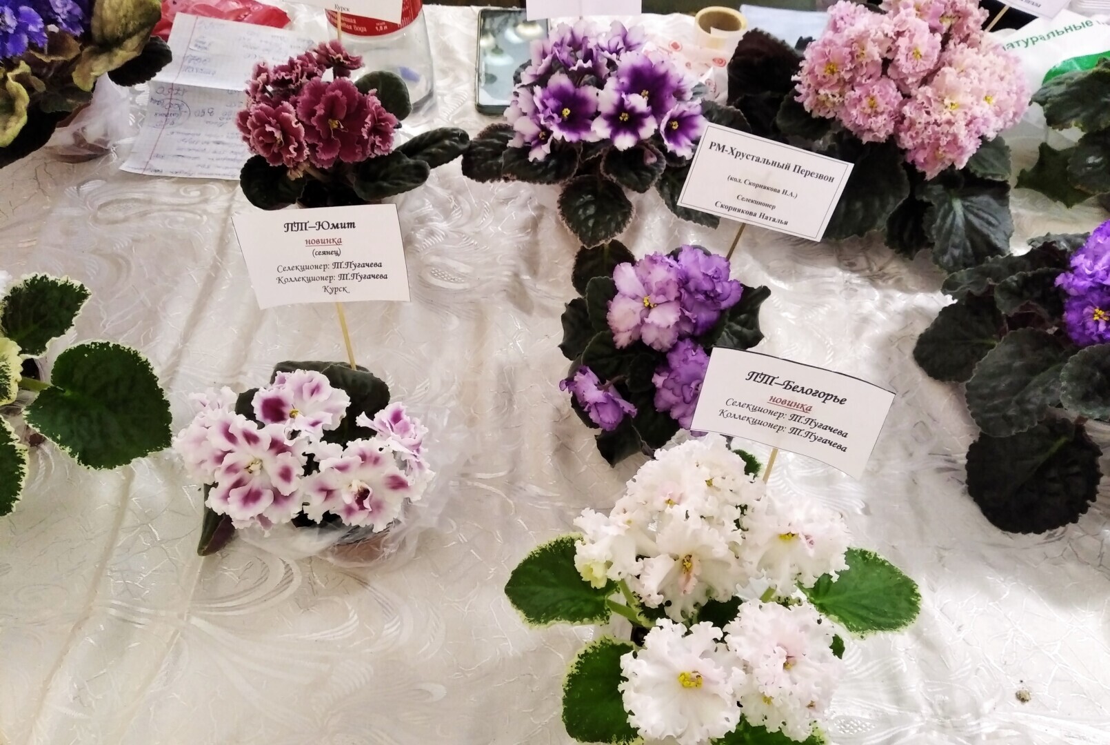 Чарующая красота фиалок. Заглянем вместе на вставку в зимний день, чтобы полюбоваться цветущим раем