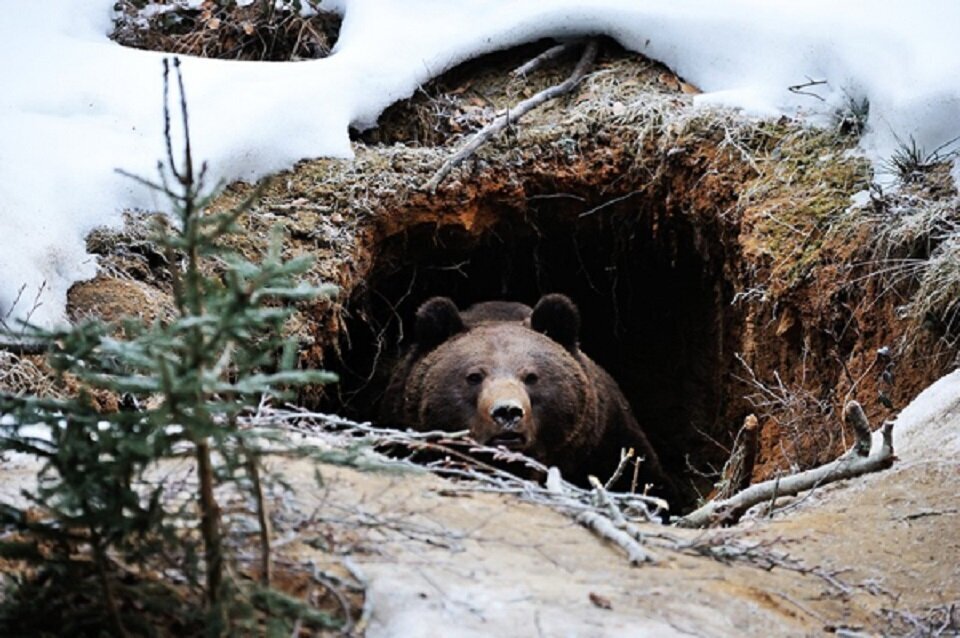 Бурый медведь зимой в берлоге. Медвежья Берлога в лесу для детей. Как называется Берлога медведя. Медведь зимой. Медвежья берлога словосочетания