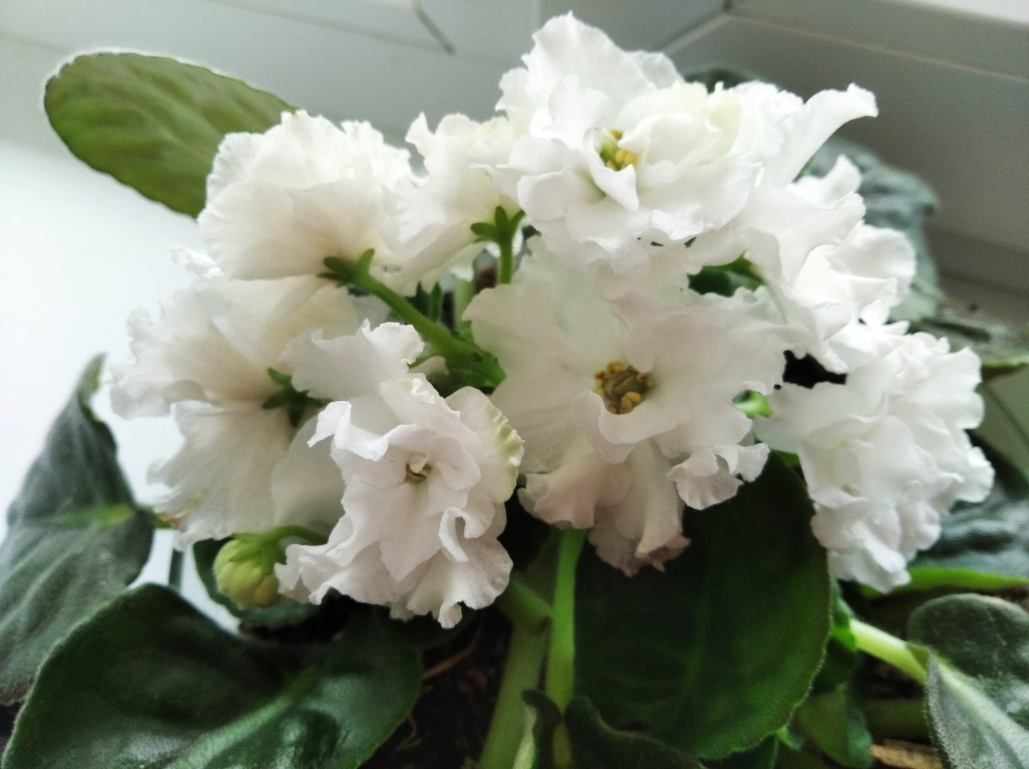 Чарующая красота фиалок. Заглянем вместе на вставку в зимний день, чтобы полюбоваться цветущим раем