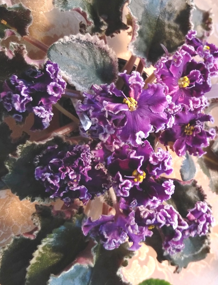 Чарующая красота фиалок. Заглянем вместе на вставку в зимний день, чтобы полюбоваться цветущим раем