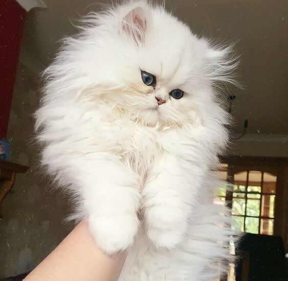 Как выбрать кошку по характеру?