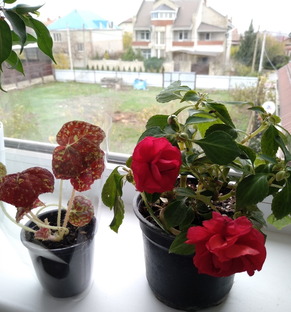 Чарующая красота фиалок. Заглянем вместе на вставку в зимний день, чтобы полюбоваться цветущим раем