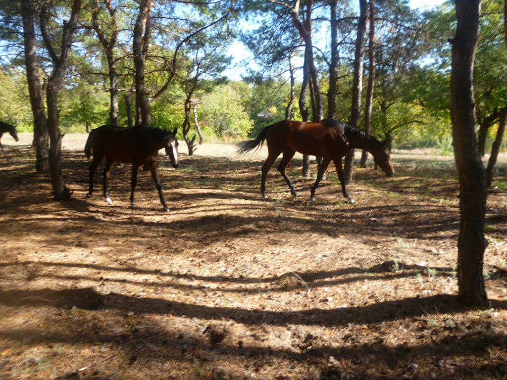 Люблю фотографировать родную природу! Особенно, когда выезжаем на Дон