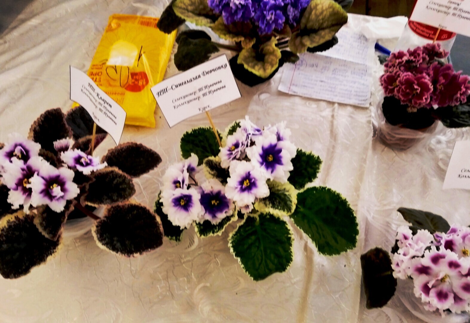 Чарующая красота фиалок. Заглянем вместе на вставку в зимний день, чтобы полюбоваться цветущим раем