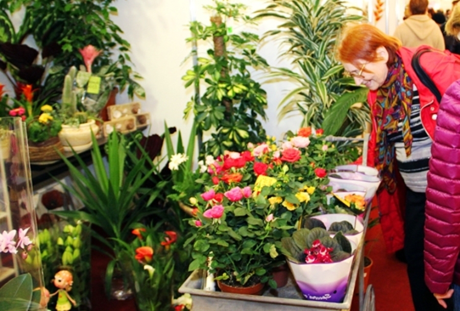 Чарующая красота фиалок. Заглянем вместе на вставку в зимний день, чтобы полюбоваться цветущим раем