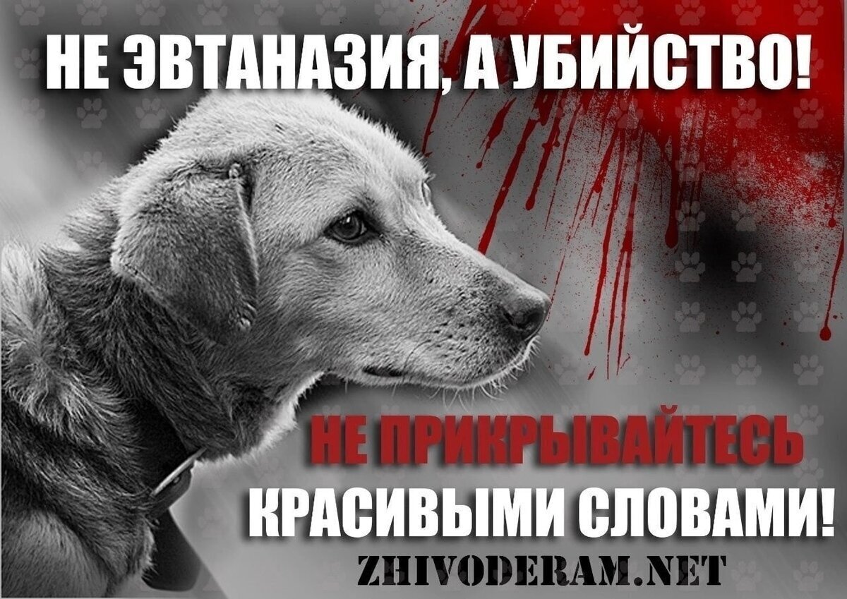Усыпление бродячих животных. Закон об эвтаназии бездомных животных. Закон об эвтаназии бездомных животных. Закон об эвтаназии бездомных животных. Закон об эвтаназии бездомных животных.