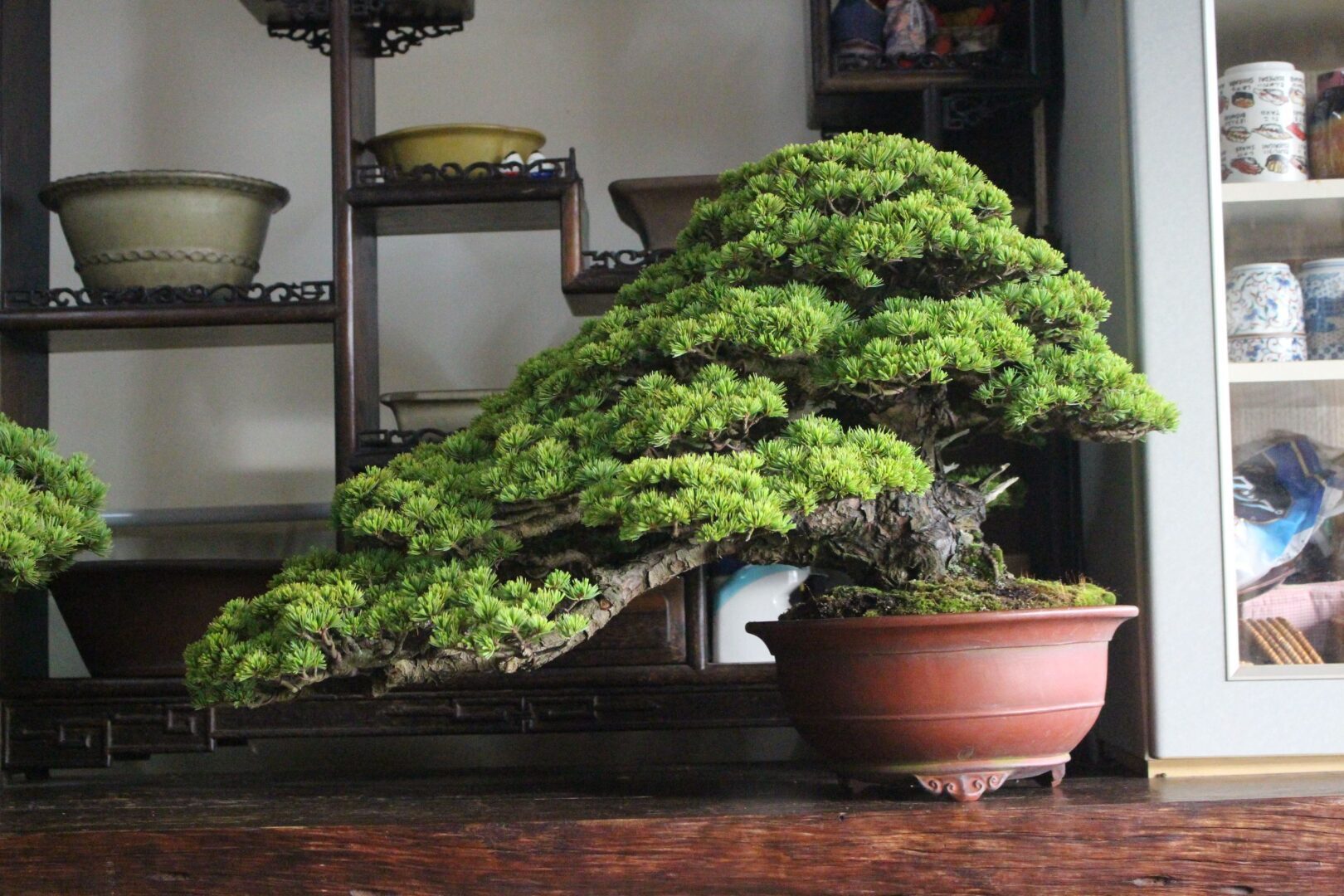 Простые и недорогие идеи подарков на год дракона.