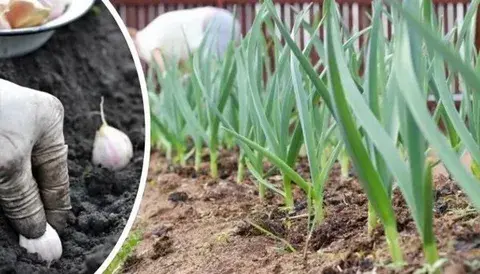 Осенние посадки